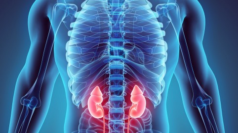 x-ray view of torso, highlighting kidneys